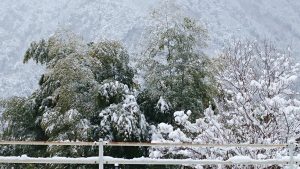 雪